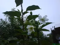Gartenteich 004.webp