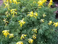 Corydalis_lutea1.webp