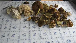 001.webp
