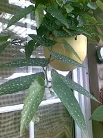 Bild032.webp