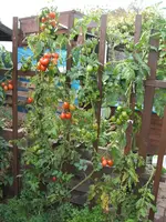 Garten 10.09 001.webp