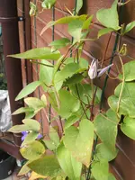 Garten 10.09 002.webp
