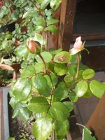 Garten 10.09 003.webp