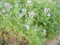 Garten 10.09 005.webp