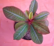 CIMG0477.webp