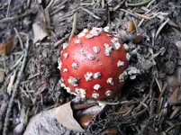 Fliegenpilz.webp