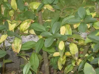 Hanna 33 202.webp