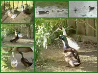 Enten v.webp