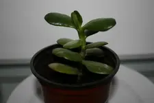 K640_Pflanzen 004.webp