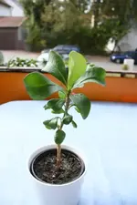 K640_Pflanzen 005.webp
