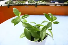 K640_Pflanzen 006.webp