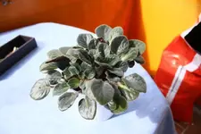 K640_Pflanzen 016.webp