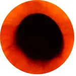 Rätselbild 1.webp