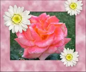 Rose 1 (2).webp