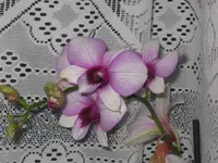 001.webp