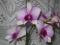 002.webp