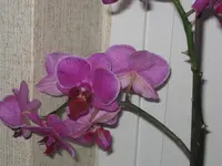 003.webp