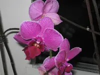 004.webp