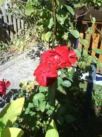 Garten 30.09.09 035 [640x480].webp