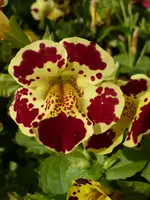 00mimulus1a.webp