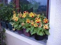 00mimulus22a.webp