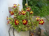 00mimulus3a.webp