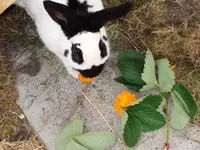 Stupsi + Daisy´s ZF Okt 3  09 193.webp