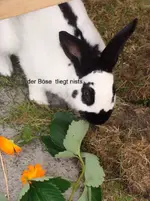 böse.webp