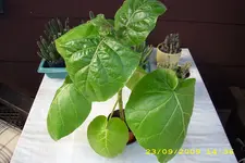 Test 1437.webp