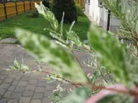 IMG_0846.webp