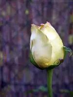 SA500098.webp