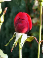SA500101.webp
