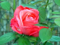SA500097.webp