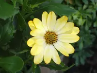 SA500092.webp