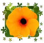Blüten und .....2.webp