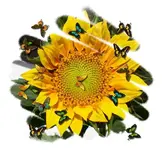 Sonnenblume345345.webp