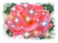 Rose 1.webp