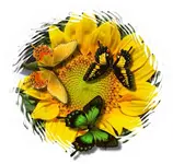 Sonnenblume1.webp