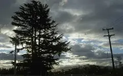 Wellington 194 v.webp