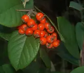 Herbst 2009 Beeren  v.webp