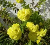 Herbstastern v.webp