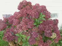 Hortensie v.webp