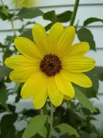 kleine Sonnenblume v.webp