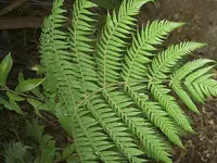 Silverfern Vorderseite v.webp