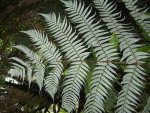 Silverfern Rueckseite v.jpg