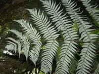 Silverfern Rueckseite v.webp