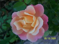 100_2161.webp