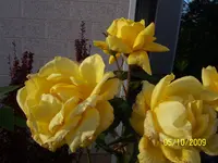 100_2163.webp