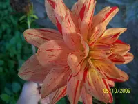 100_2155.webp