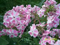 100_2160.webp